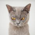 마스*****_썸네일