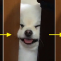 당돌*****_썸네일