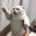 고양*****_썸네일