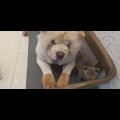 K9*****_썸네일