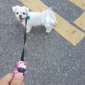 K9*****_썸네일