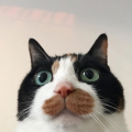 백조*****_썸네일