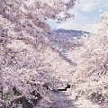 개화*****_썸네일